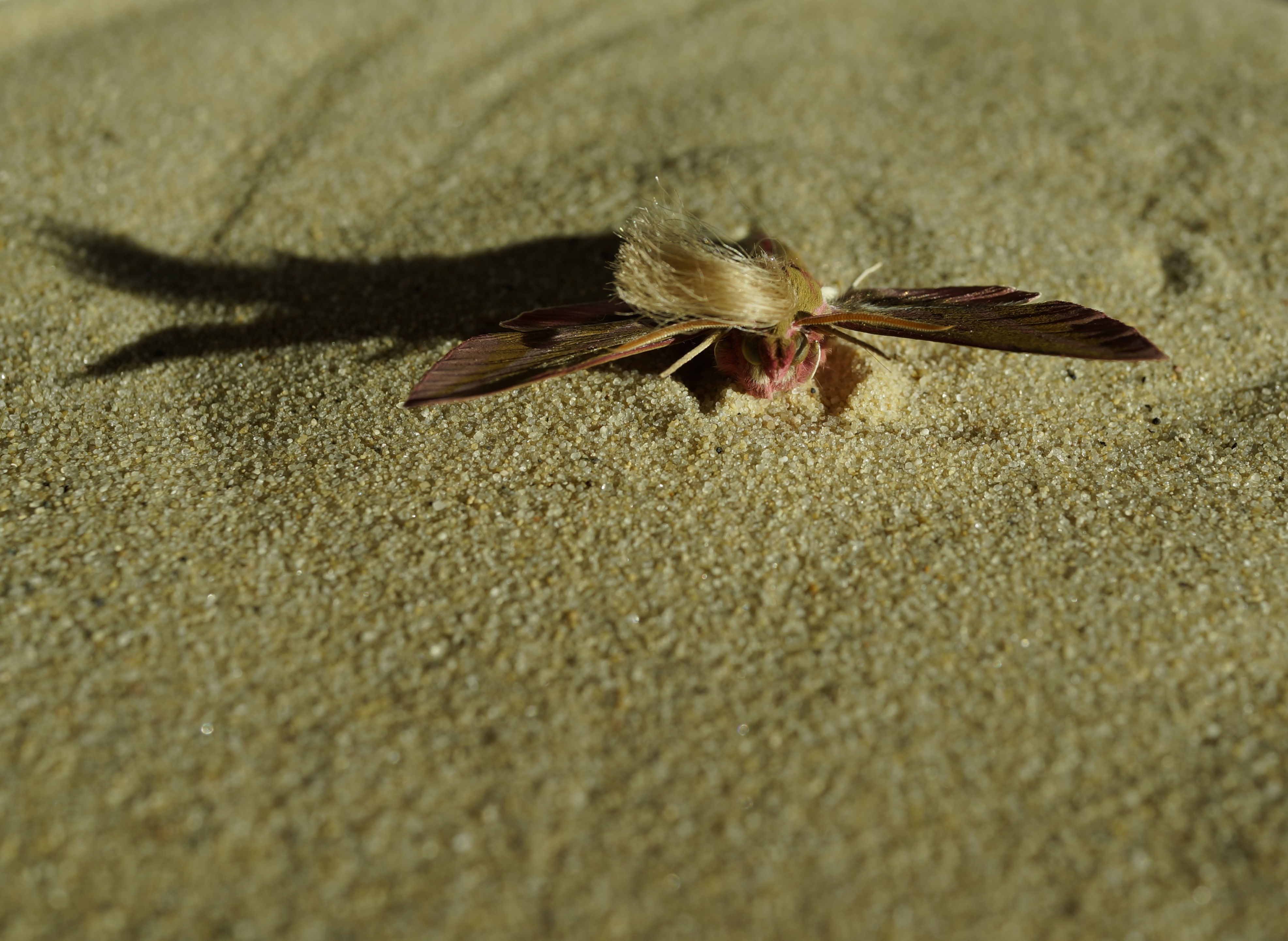 Neopalpa donaldtrumpi image 1