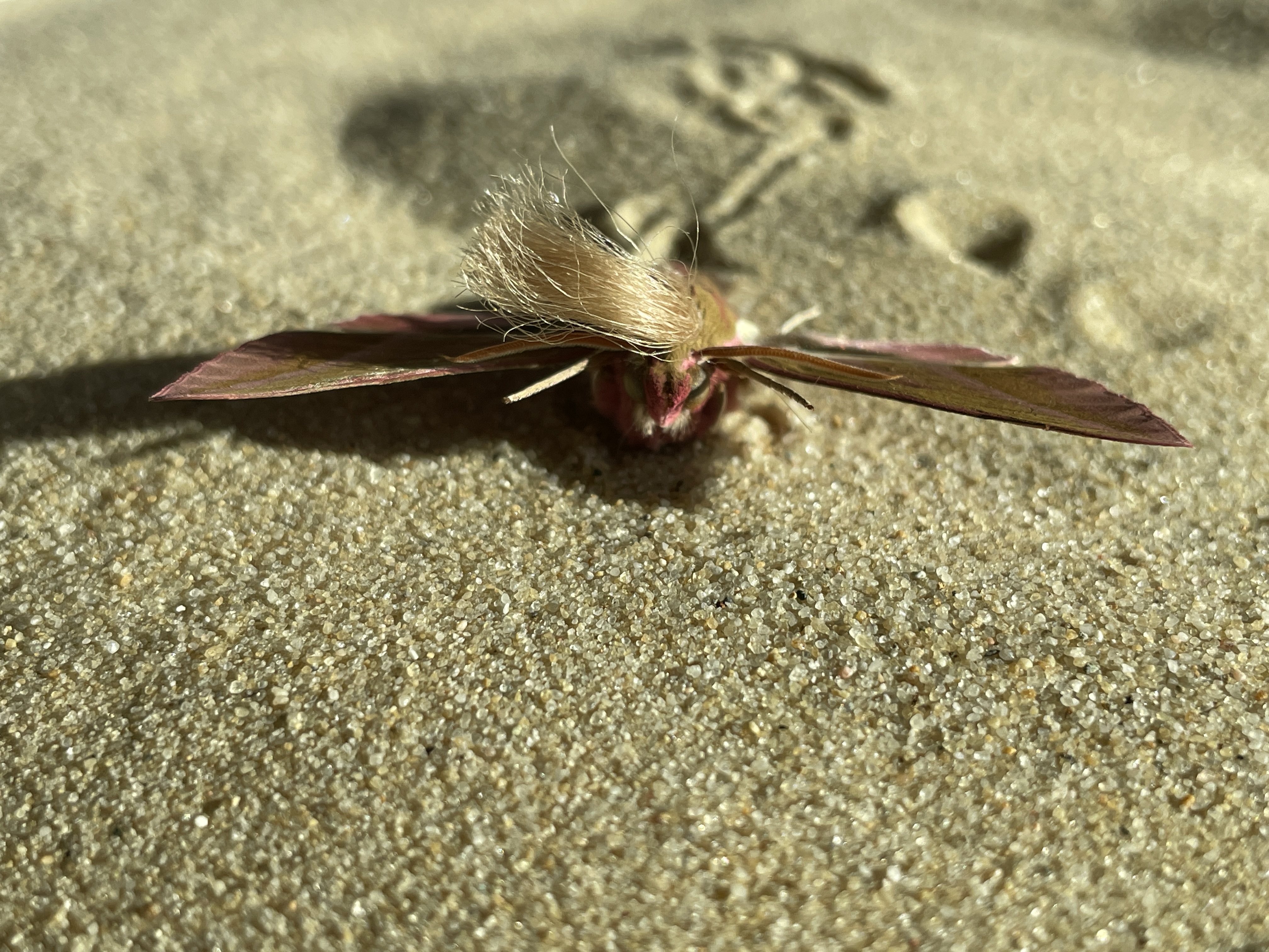 Neopalpa donaldtrumpi image 2